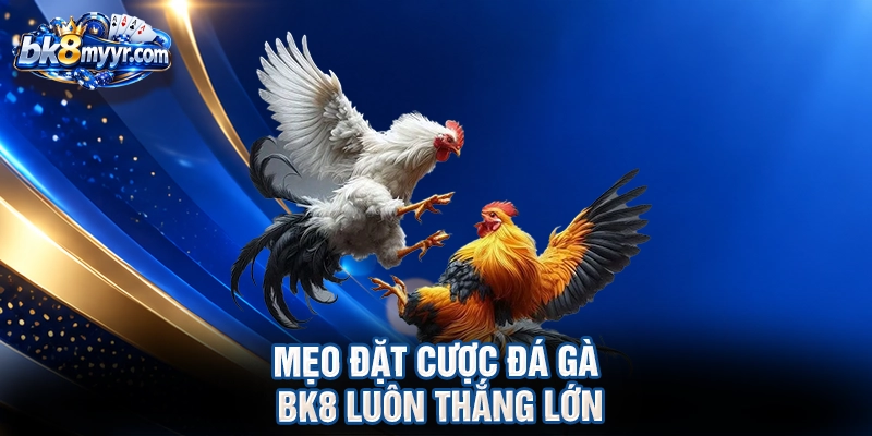 Mẹo đặt cược đá gà BK8 luôn thắng lớn