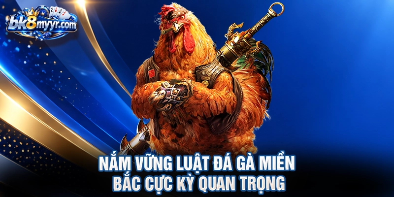 Nắm vững luật đá gà Miền Bắc cực kỳ quan trọng