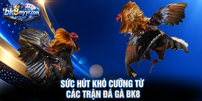 Sức hút khó cưỡng từ các trận đá gà BK8